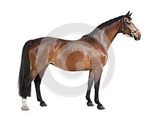 Brown horse isolated