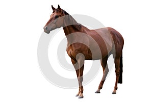 Brown Horse Isolated on White