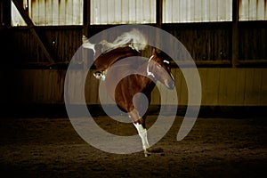 Brown horse jumping