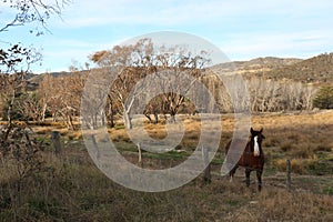 Brown horse landscape- Tharwa, ACT