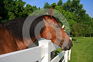 Brown horse leaning over fence in pasture