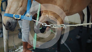 A brown horse with a leash on head close-up at a horse breeding farm