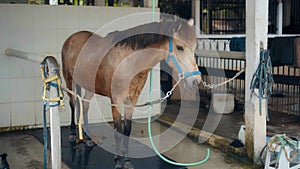 A brown horse with a leash on head close-up at a horse breeding farm