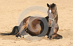 Brown horse lies down photo