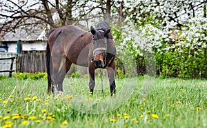Brown horse with long black mane on meadow. Beautiful horse grazing on pasture