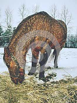 Brown horse with  long winter mane flutters