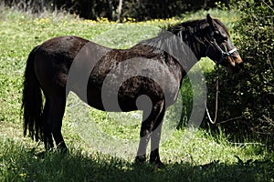 Brown horse on a meadow