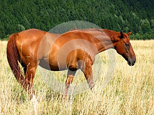 Brown horse in meadow