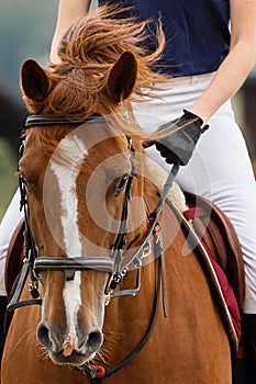 A brown horse in motion while riding, a close-up portrait of the head, with raging bitterly