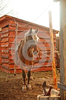 Brown horse near a blacksmith workroom