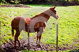 Brown horse near fence in Navarra meadow near Pyrenees
