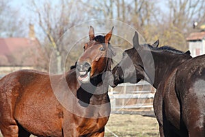Brown horse neighing and black horse standing near