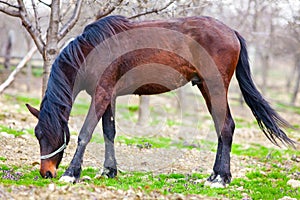 Brown horse in an orchard
