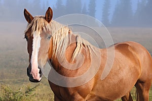 Brown horse outdoors in misty morning. Lovely domesticated pet