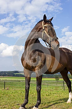 brown horse at a paddock