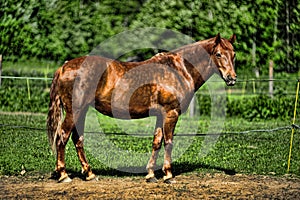 Brown horse in pasture