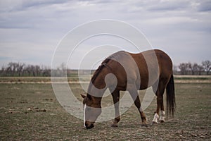 Brown horse on pasture 