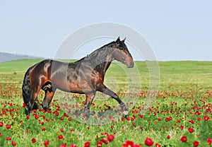 Brown horse on pasture