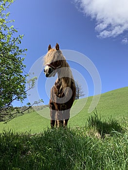 a brown horse in the pasture