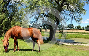 Brown horse in pasture field