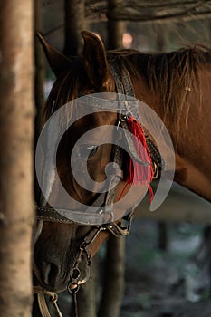 brown horse in the pasture. a horse grazes on a green meadow under the sun. Welsh pony running and standing in high grass, long