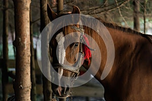 brown horse in the pasture. a horse grazes on a green meadow under the sun. Welsh pony running and standing in high grass, long