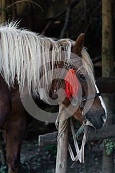 brown horse in the pasture. a horse grazes on a green meadow under the sun. Welsh pony running and standing in high grass, long