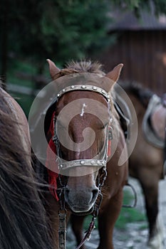 brown horse in the pasture. a horse grazes on a green meadow under the sun. Welsh pony running and standing in high grass, long