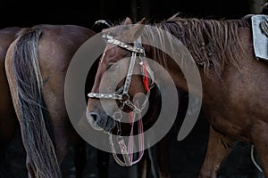 brown horse in the pasture. a horse grazes on a green meadow under the sun. Welsh pony running and standing in high grass, long