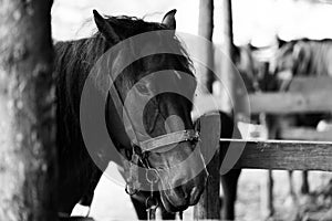 brown horse in the pasture. a horse grazes on a green meadow under the sun. Welsh pony running and standing in high grass, long