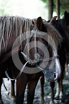 brown horse in the pasture. a horse grazes on a green meadow under the sun. Welsh pony running and standing in high grass, long