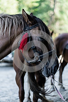 brown horse in the pasture. a horse grazes on a green meadow under the sun. Welsh pony running and standing in high grass, long