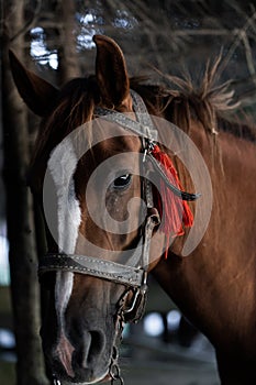 brown horse in the pasture. a horse grazes on a green meadow under the sun. Welsh pony running and standing in high grass, long