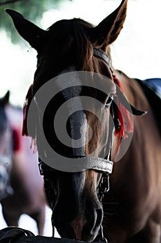 brown horse in the pasture. a horse grazes on a green meadow under the sun. Welsh pony running and standing in high grass, long