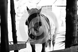 brown horse in the pasture. a horse grazes on a green meadow under the sun. Welsh pony running and standing in high grass, long