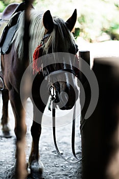 brown horse in the pasture. a horse grazes on a green meadow under the sun. Welsh pony running and standing in high grass, long