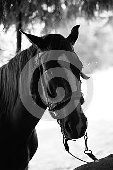 brown horse in the pasture. a horse grazes on a green meadow under the sun. Welsh pony running and standing in high grass, long