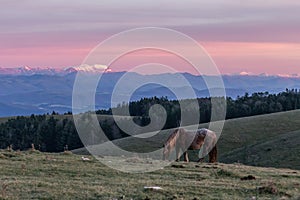 A brown horse pasturing on a mountain at dusk , with mist and snowcapped mountains in the background