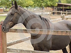 Brown horse in the pinfold