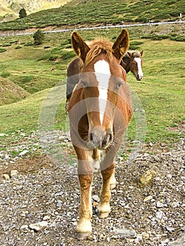 Brown horse portrait