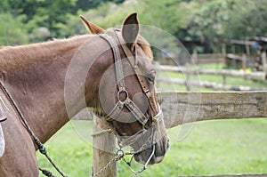 Brown horse portrait