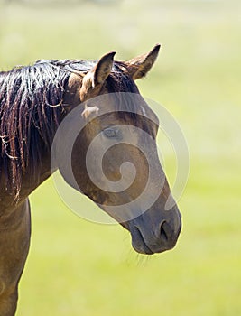 Brown horse-portrait