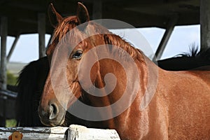 Brown horse portrait