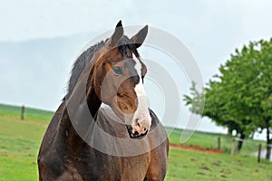 Brown horse portrait.