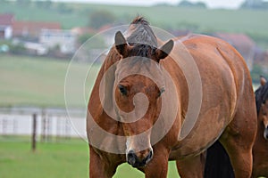 Brown horse portrait.