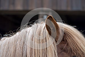 Brown Horse Portrait with mane and ears