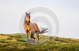 Brown horse poses in summer sunlight with fog in background.