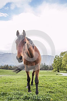 Brown Horse with Pricked Ears and Swishing Tail