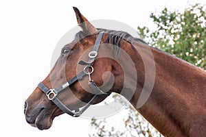 Brown horse profile against sky