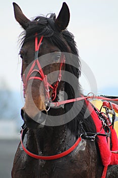 Brown horse in the racing track looking into the camera